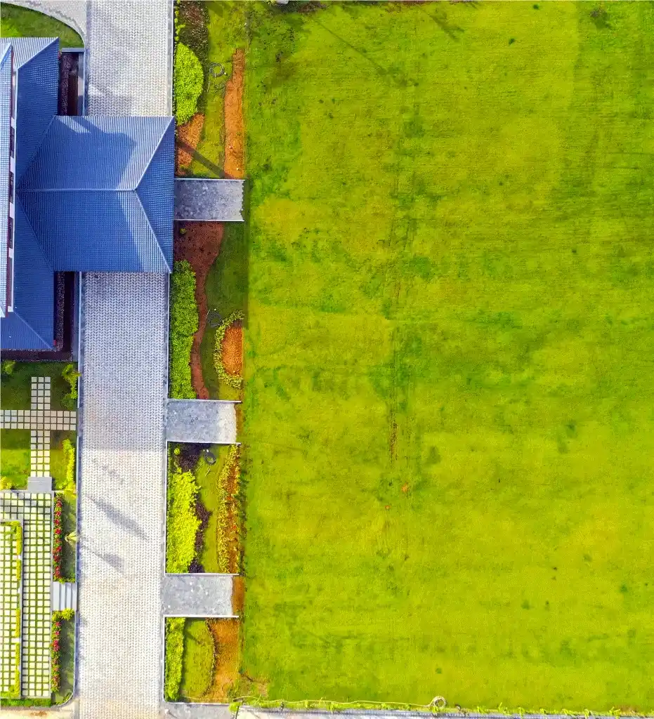 Butterfly bush in full bloom, painted lady butterflies feeding