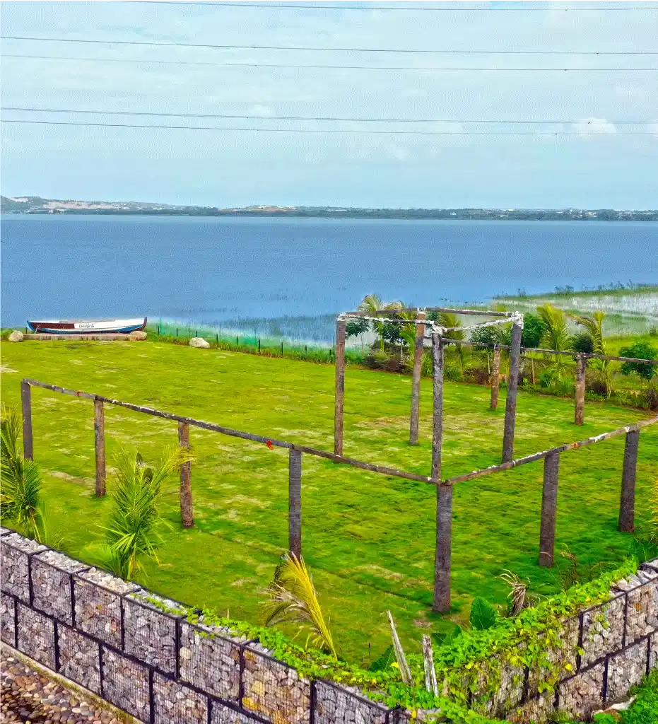 Purple portulaca carpeting sun-drenched garden beds at Dhara