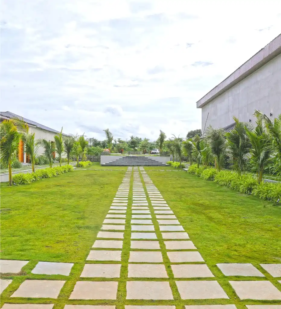 Ferns unfurling in moist, shaded corner near Dhara’s water channel